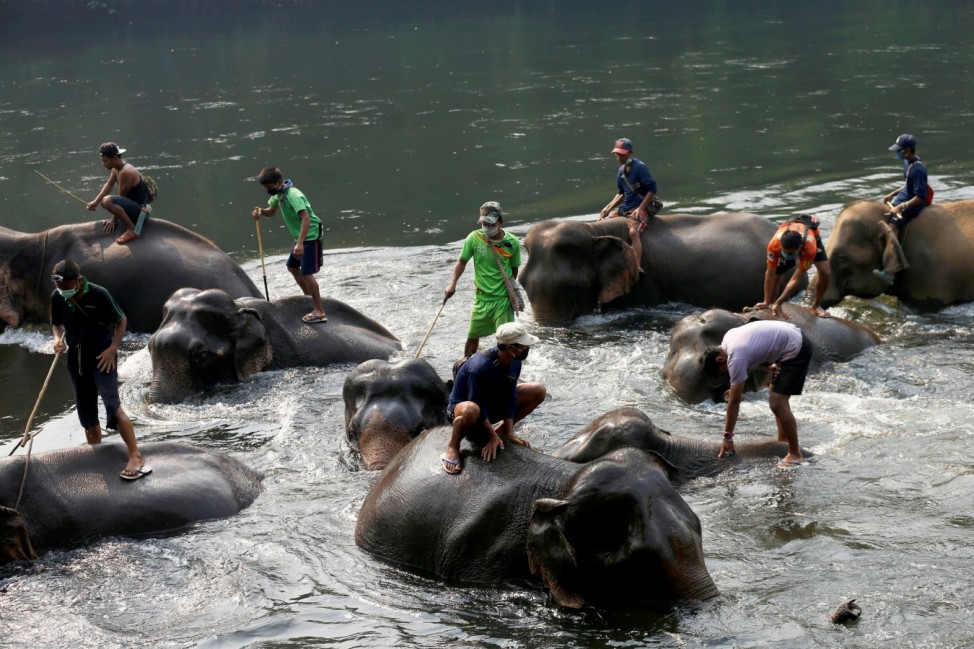 No work for Thailand's tourist elephants due nationwide lockdown