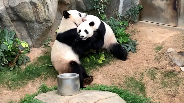Hongkong: Werden hoffentlich bald Eltern: die Pandas Ying Ying und Le Le.