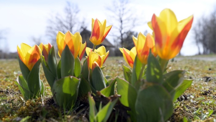 Frühlingsanfang: Frühlings ist's: Bunte Blüten am Köglweg in Taufkirchen.