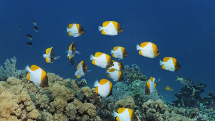 Globalisierung: Alles hat mit allem zu tun: Ein Schwarm Gelber Pyramiden-Falterfische schwimmt über das Großes Barriereriff in Australien. Das Riff ist stark bedroht vom Klimawandel - und der Globalisierung, sagt der Autor.
