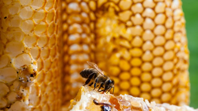 Imker: Das Wachs behält Bosch ebenfalls. Es wird zu Mittelwänden weiterverarbeitet, die im Bienenstock eine Hilfe für den Wabenbau bieten.