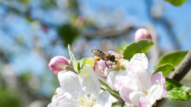 Imker: Spätestens seit dem Volksbegehren Artenvielfalt "Rettet die Bienen" gebe es immer mehr Bienenstöcke in Gärten von Leuten, welche das Bienensterben aufhalten wollen.