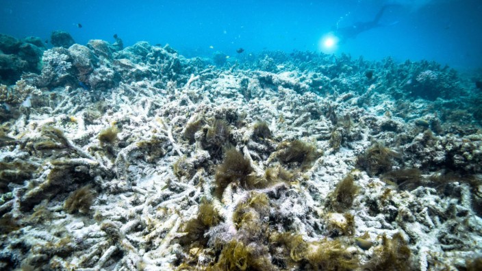 Great Barrier Reef File photo taken in October 2016 shows coral bleaching at the Great Barrier Reef