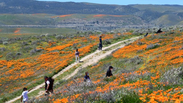 Kalifornien: Ein Foto inmitten orangefarbener Blüten: wunderschön, aber nicht sehr originell.
