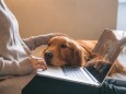 The Golden Retriever Dog works with the owner.; Hund im Homeoffice