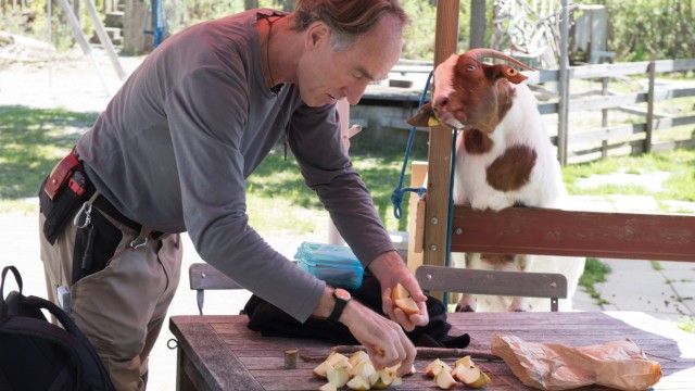 Messestadt Riem: Betreuer Frank Naujek bereitet Äpfel und Karotten zur Fütterung der Ziegen vor.