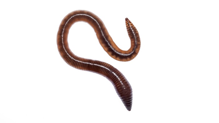 Common earthworm Lumbricus terrestris Crete Greece Meetyourneighbours net project PUBLICATIONxINx