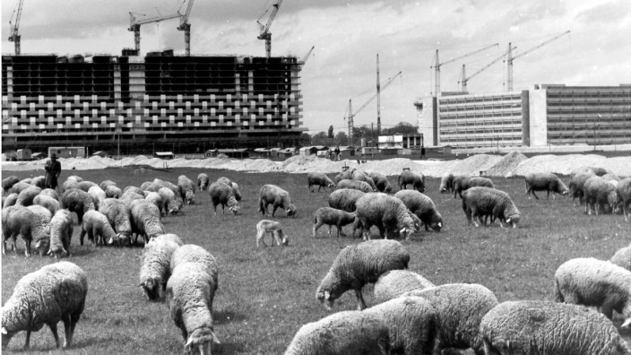 Arabellapark in Bogenhausen: Während das markante Gebäude des Arabellaparks gebaut wurde, weideten auf dem Gelände noch Schafe.