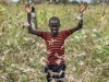 Heuschreckenplage in Ostafrika