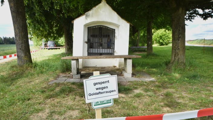 Fürstenfeldbruck: Die Pestkapelle bei Puch ist derzeit wegen der Raupen des Goldafter-Falters abgesperrt.