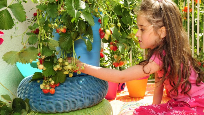 Obstanbau: Man braucht nicht unbedingt einen Garten, um Erdbeeren ernten zu können. Ein sonniger Balkon tut es auch.