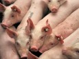 Tierwohllabel: Hohe Kosten allein bei Schweinefleisch