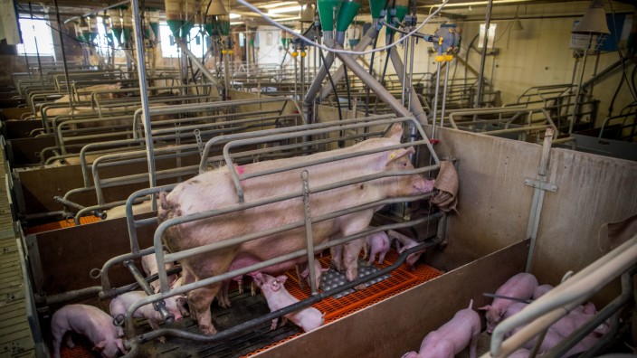 Schweinehaltung in Kastenständen