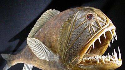 Leben in der Tiefe: Großes Maul, auffallende Zähne: Wenn die Nahrung knapp ist, muss auch der Fangzahnfisch zusehen, was er bekommen kann.