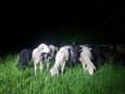 Schafe in Eichenau