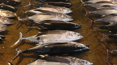 Verbot von Quecksilber: Die EU versucht seit Jahren, den Einsatz von Quecksilber in der Industrie zu reduzieren. Gelangt Quecksilber ins Meer, kann der Verzehr von Speisefischen wie dem Thunfisch zum Gesundheitsrisiko werden.