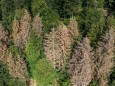 Wissenschaftler fordern Umbau des Waldes