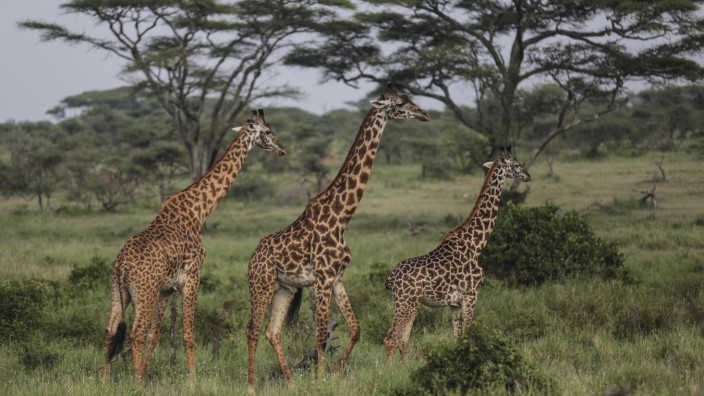 Wildtiere: Giraffen im Serengeti-Nationalpark in Tansania.