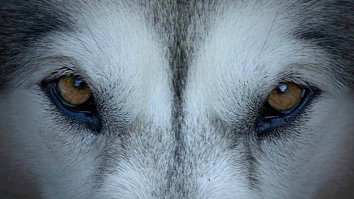 Wildtiere: Der Wolf hat in Bayern keine natürlichen Feinde. Gefährlich wird ihm vor allem der Mensch.