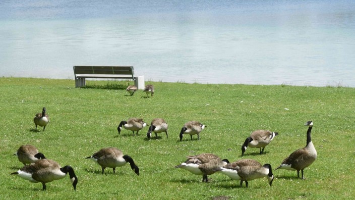 Karlsfelder See: Die Kanadische Gänse genießen das großzügige Futterangebot am Karlsfelder See. Sie vermehren sich von Jahr zu Jahr und mit ihnen der Vogelkot auf den Liegewiesen - sehr zum Ärger einige Anwohner.