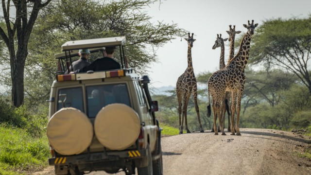 Four Masai giraffe Giraffa tippelskirchi block road to vehicle on safari Serengeti National Park