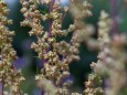 Gemeiner Beifuss Gewoehnlicher Beifuss Beifuss Artemisia vulgaris bluehend Deutschland common
