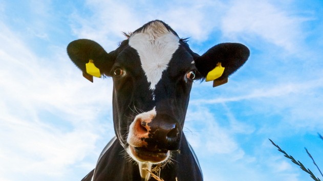 Carolinensiel. 09 JUL 2019. Schwarz-bunte Holstein-Kühe auf dem Deich bei Carolinensiel. OSTFRIESLAND. CAROLINENSIEL. *