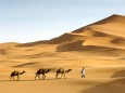 A Berber man leading his dromedary camels into the sand dunes of Erg Chebbi near Merzouga on the periphery of the Sahar
