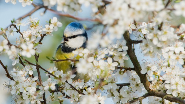 Frühling in Niedersachsen