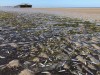 Rätselhaftes Fischesterben an der Nordseeküste