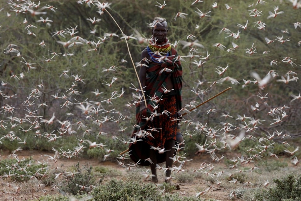 A woman from the Turkana tribe walks through a swarm of desert locusts at the village of Lorengippi near the town of Lodwar, Turkana county