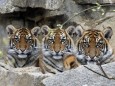 29.03.2019, Berlin, GER - Sibirische Tiger. (Amur-Tiger, Amurtiger, Artenschutz, Arterhaltung, aufmerksam, Aufmerksamke