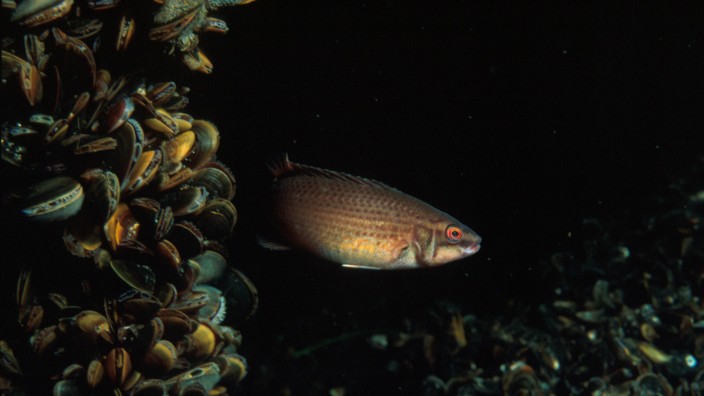 Meeresökologie: Ein Klippenbarsch (Ctenolabrus rupestris) bahnt sich seinen Weg durch die Tiefe.