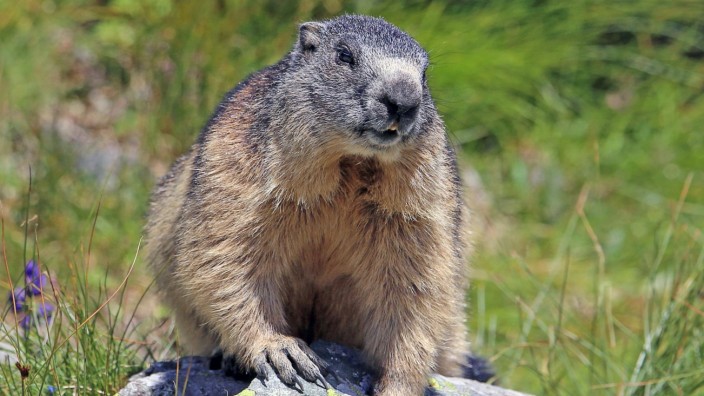 Alpine marmot Marmota marmota Copyright: xKieferx Panthermedia28026993