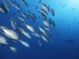 Schwarm Großaugen-Makrelen (Caranx sexfasciatus), davor Grauer Riffhai (Carcharhinus amblyrhynchos), Indischer Ozean, Ma