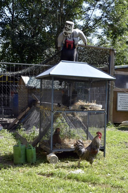 Erding: Hühner tummeln sich im Garten.