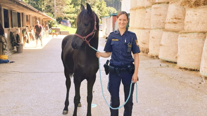 Tierischer Polizeieinsatz auf der A 96: Polizeihauptmeisterin Corinna Kolb weiß, wie man mit Fohlen umgeht, sie hat selbst ein Pferd.