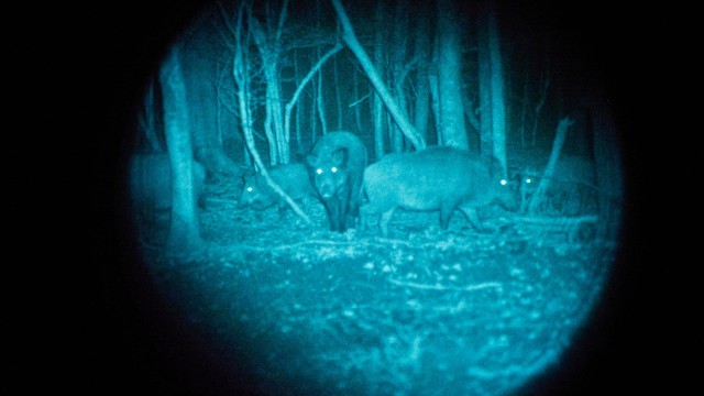 Ebersberger Forst: Eine Wildschweinrotte im Unterholz, wie man sie durch ein Nachsichtgerät beobachten kann.