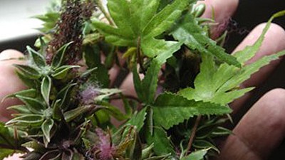 Hanf als Medizin: Heilsame Pflanze: Bei manchen Krankheiten kann der Cannabis-Wirkstoff Symptome lindern.