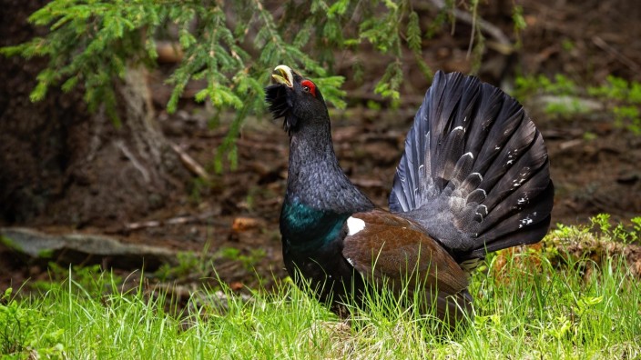 Proud western capercaillie strutting in the morning sunlit forest Copyright: xWildMediax Panthermedia28246546