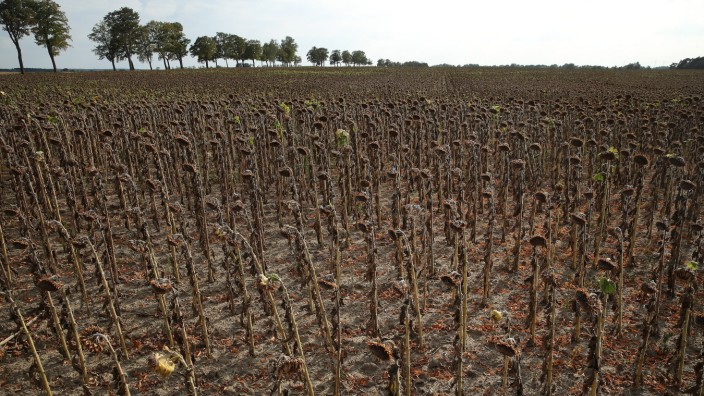 Government Considers Aid To Drought-Affected Farmers