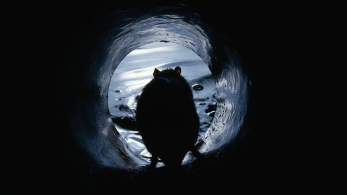RATTUS NORVEGICUS Brown rat (Rattus norvegicus) in sewer outlet pipe. UK PUBLICATIONxINxGERxSUIxAUTxONLY 1288264 Stephe