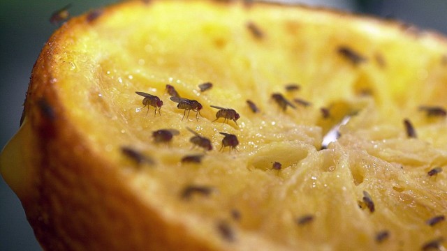 Insekten im Sommer: Ihre Begeisterung für Obst erregt den Unmut der Menschen.