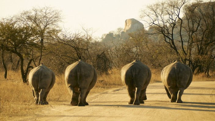Rear view of rhino family walking on a dirt road, Kruger National Park, South Africa VEGF01919