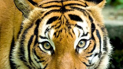 Zwischenfall in Zoo in Vietnam: Ein Tiger hat in einem Zoo in Vietnam einen Angestellten getötet.