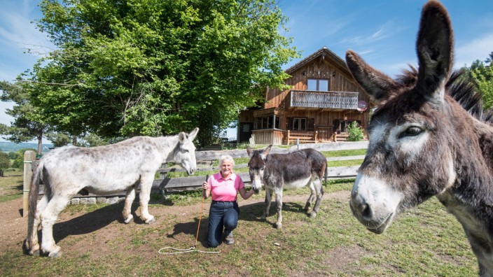 Eselsfarm am Ammersee: Die reinste Eselei: Zwei Ämter liegen wegen der Eselsfarm von Anahid Klotz im Clinch.