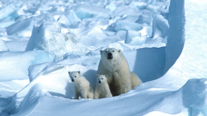 USA: Auch Eisbären leben in dem Gebiet, in dem künftig Öl und Gas gefördert werden sollen.