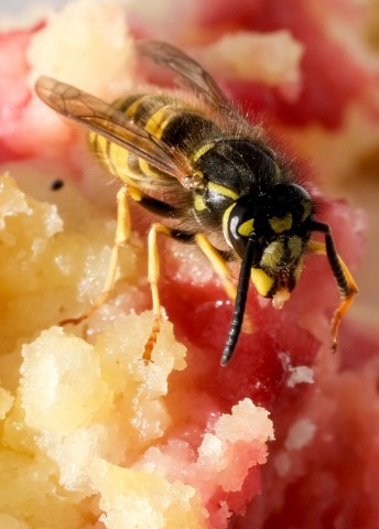 Kuchen und Grillfleisch: Was hilft gegen Wespen?