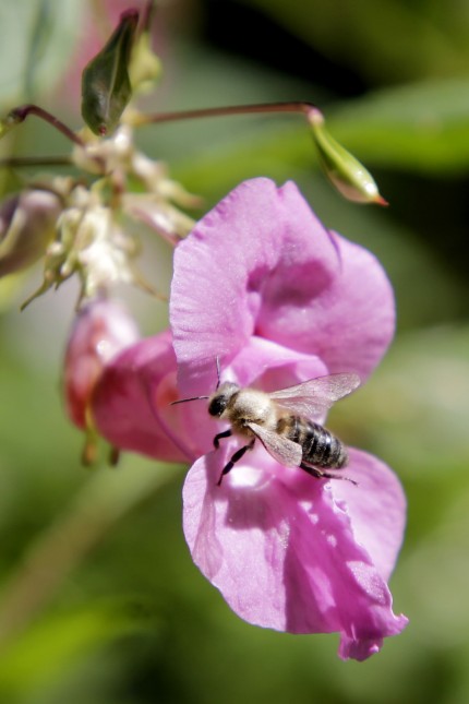 Springkraut: Bienen lieben Springkraut, es bietet im Spätsommer Nahrung.