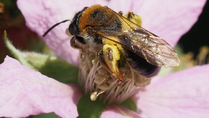 Wildbienen: Zu den Wildbienenarten gehört auch die Rotschopfige Sandbiene, hier auf einer Brombeerblüte, aufgenommen in Freising.